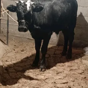 GBRİT ÖKÜZ 1 ÝAŞAN