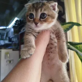 котята Шотландские шиншиллы