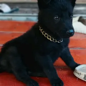 щенок авчарки