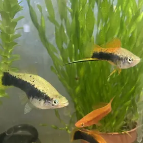 аквариумные рыбки