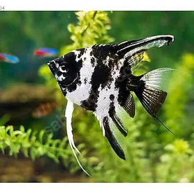 Skalyar Скалярия