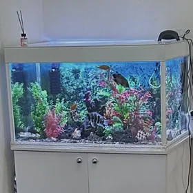 Аквариум Akwarium