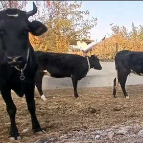 ÇORNY PIÝOSTYR SYGYRLAR