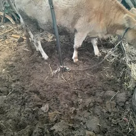 semiz sygyr ,bakylan