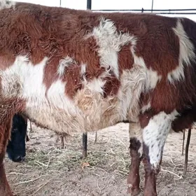 Baklyk okuzler 3*183 mln