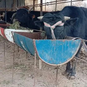 Баклык окузлер