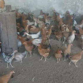 8 aýlyk ýaş towuklar