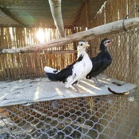 Prasdoý arginal karl