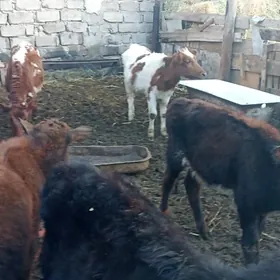 öküzçe tüwe öküz göle