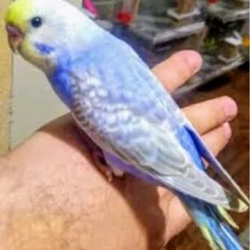 popugay guslar we kletklar