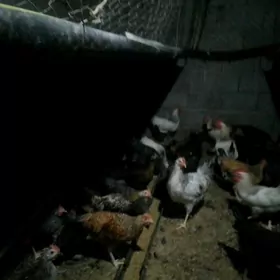 хоразбарпарода жуйже чыкарярыс