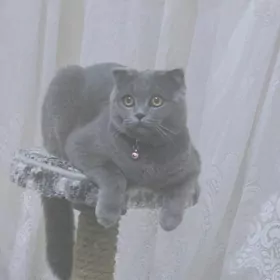 дочка на вязку