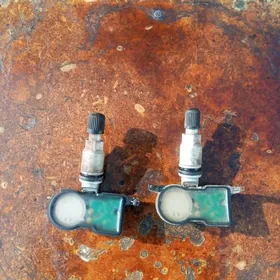 karolla datcik pipga angar zaw