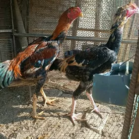 Басов ики биле