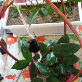 комнатные растения