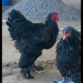 brama horaz we towuk