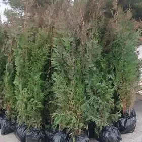 zabornik kompaktny tuwya