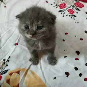 шотландские котята