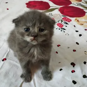 шотландские вислоухие