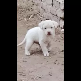 Hakyky balkanski oğlan gujik