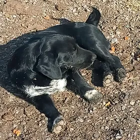 OHOTNICIY SPANIELL .AW ITI .