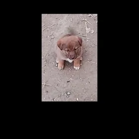 Hakyky balkanski gyz gujik