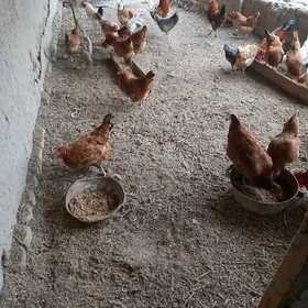 Towuklar we horazlar