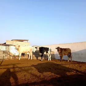 KANATGA ÖKÜZ  2 SANY TÜWE