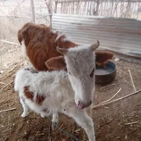 Таналы сыгыр.Танасы  7 айлык.