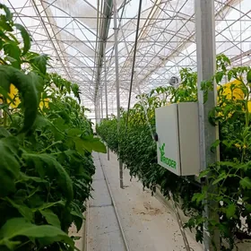 pamidor parniga isci alyas