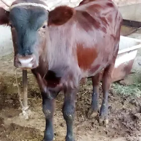 Gibrit Öküzler we Tüwe