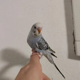 popugay guslar kletkalar