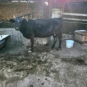 Gibrit göleli sygyr