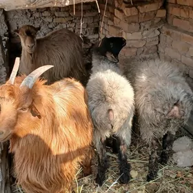 Geçi tokly guzy goyun goc