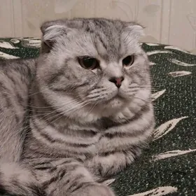 кот Арчи на  спаривание