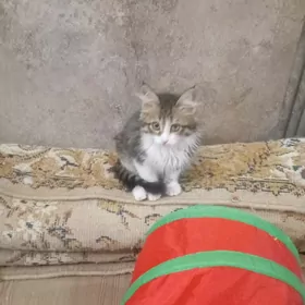 срочно в добрые ручки