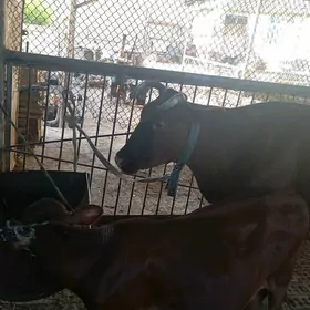 goleli sygyr süÿtli