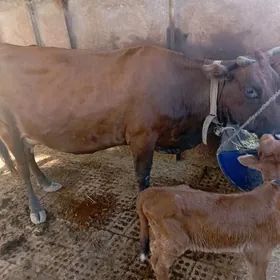 göleli sygyr süÿtli