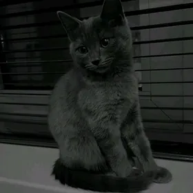 Британский кБританский кошка