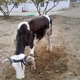 tuwe. hem 11 aylyk gole