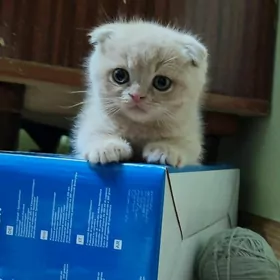 шотландские вислоухие мальчики