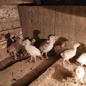 induk jüýjeinduk jüýje