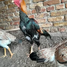 bayes horaz taýyn horaz