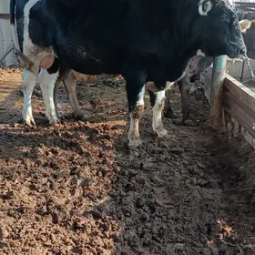 galişdeyin öküz gibrit