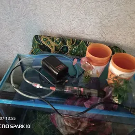 Аквариум  арсажа