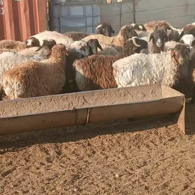 токлы гойун