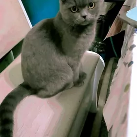 шотландский