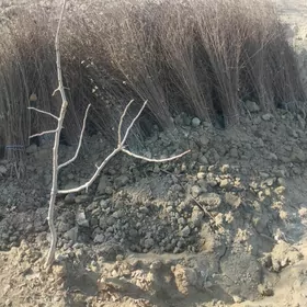 Гара агач нахалы