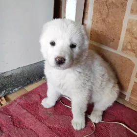 щеноксобака,щенок