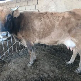 сагым сыгыр